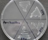 Aeribacillus